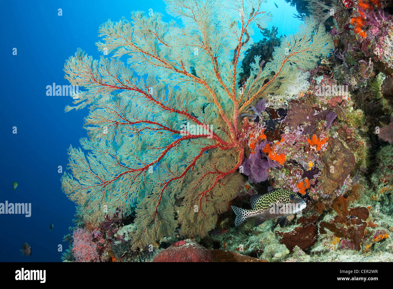 Grande Mare Fan in Coral Reef, Melithaea sp., di Tubbataha Reef, Mare di Sulu, Filippine Foto Stock