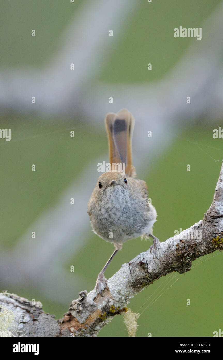 Tasmanian Thornbill Acanthiza ewingii endemica della Tasmania fotografato in Tasmania, Australia Foto Stock