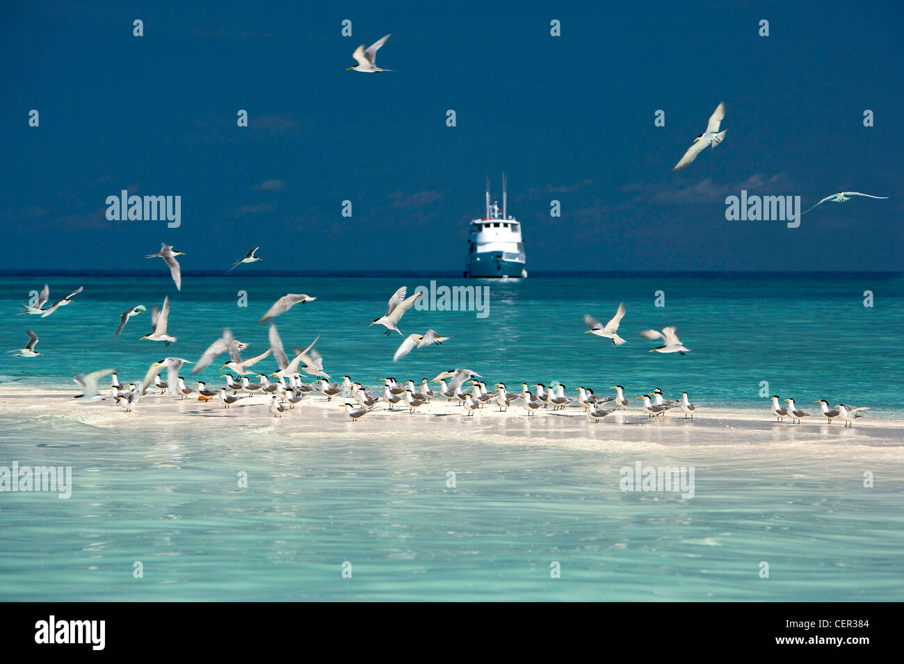 Maggiore Crested Tern poggiante su Sandbank, Thalasseus bergii, di Tubbataha Reef, Mare di Sulu, Filippine Foto Stock