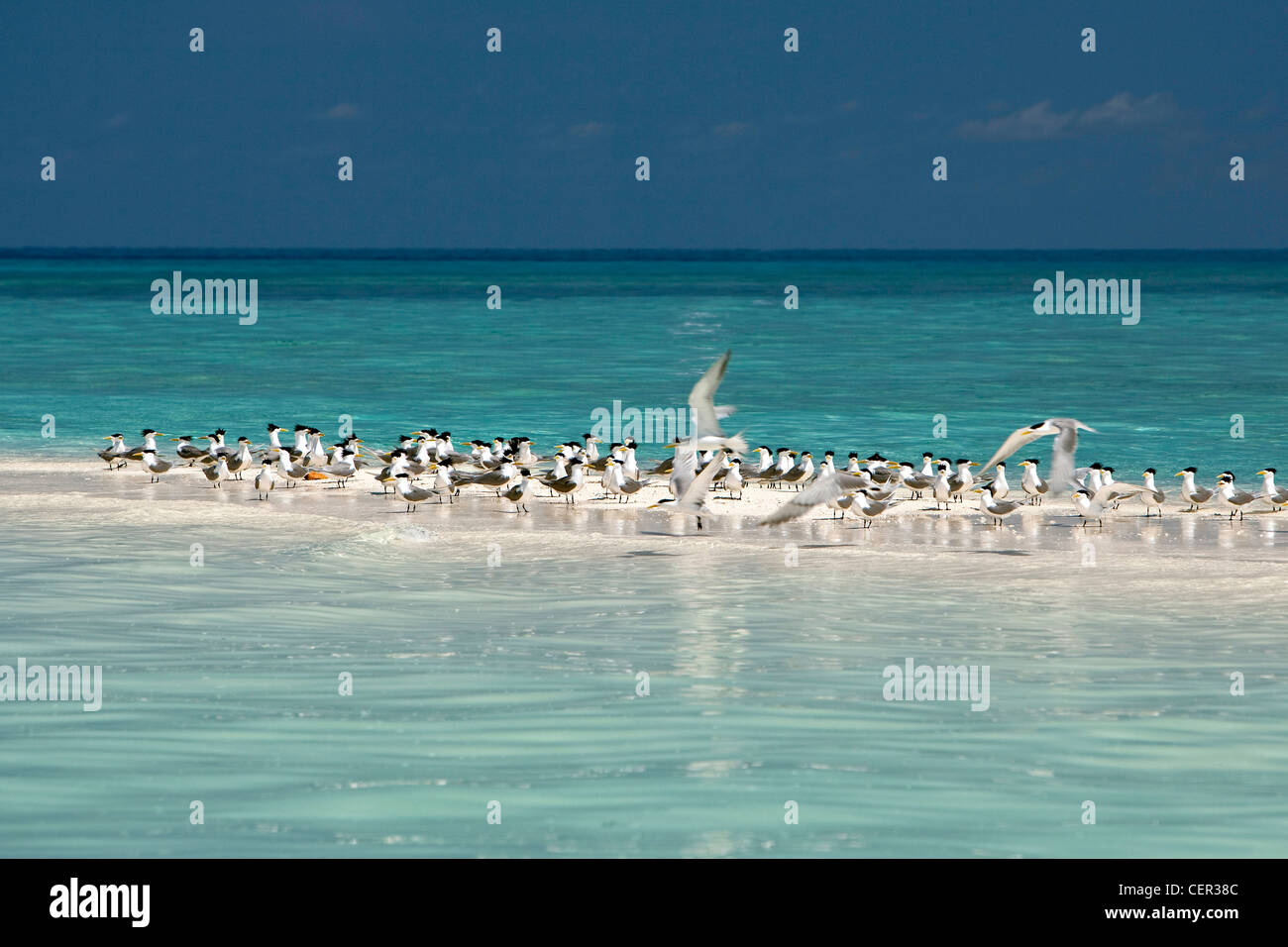 Maggiore Crested Tern poggiante su Sandbank, Thalasseus bergii, di Tubbataha Reef, Mare di Sulu, Filippine Foto Stock