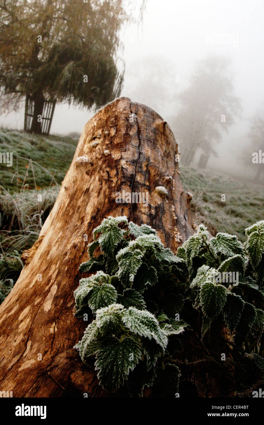 Frosty, nebbiosa mattina in Home Park. Foto Stock