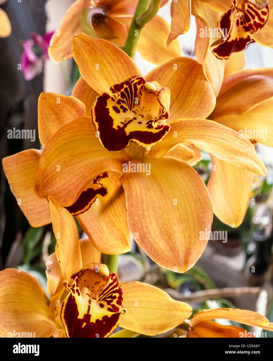 Orchidea Cymbidium in studio di impostazione Foto Stock