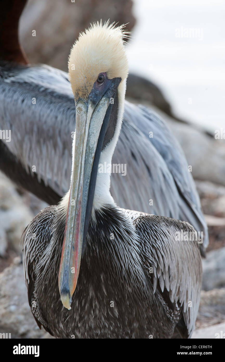 pellicano grigio Foto Stock