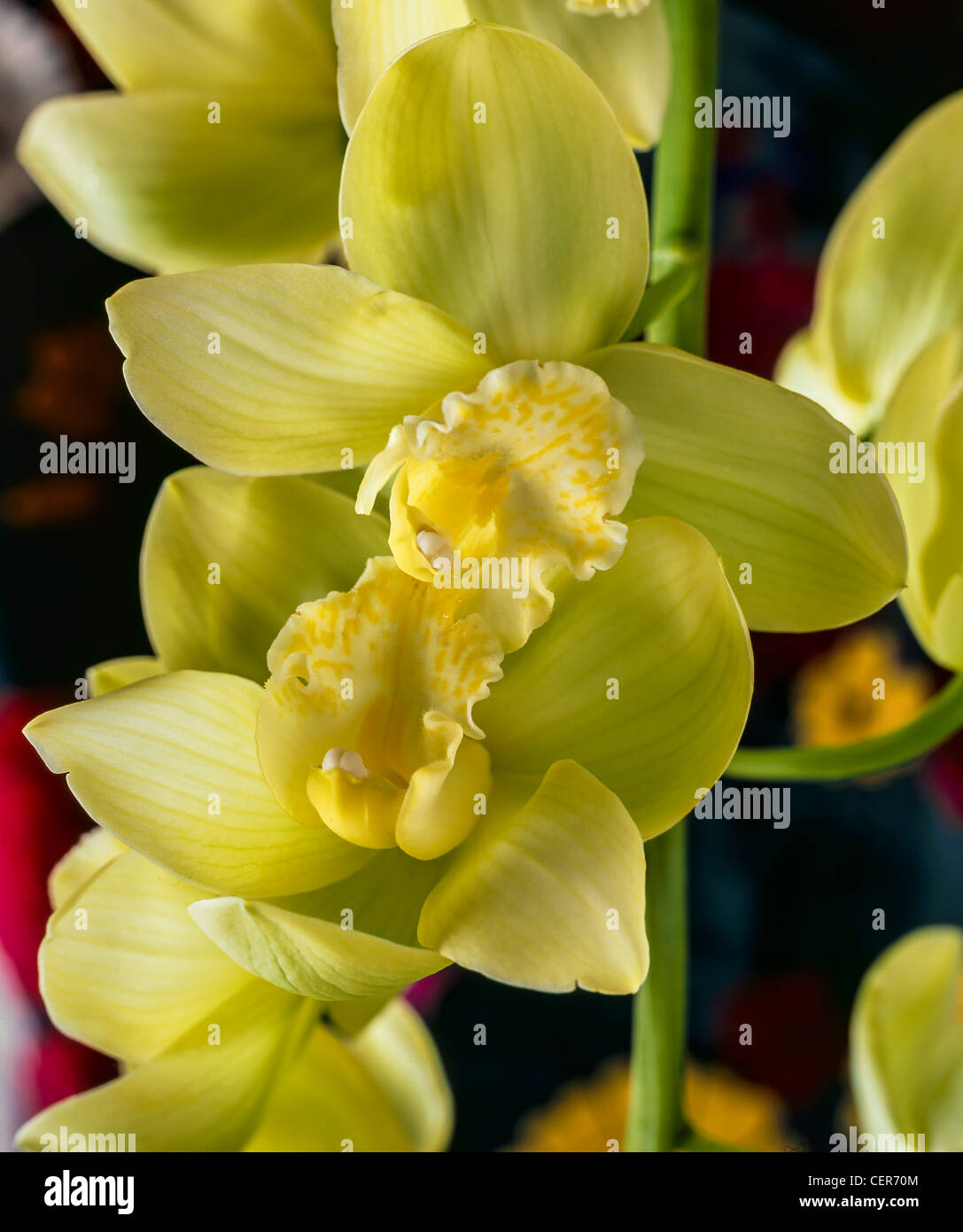 Orchidea Cymbidium in studio di impostazione Foto Stock