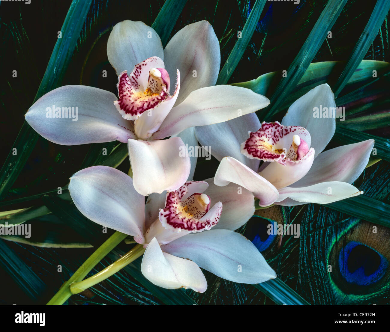 Orchidea Cymbidium posa su peacock feather Foto Stock