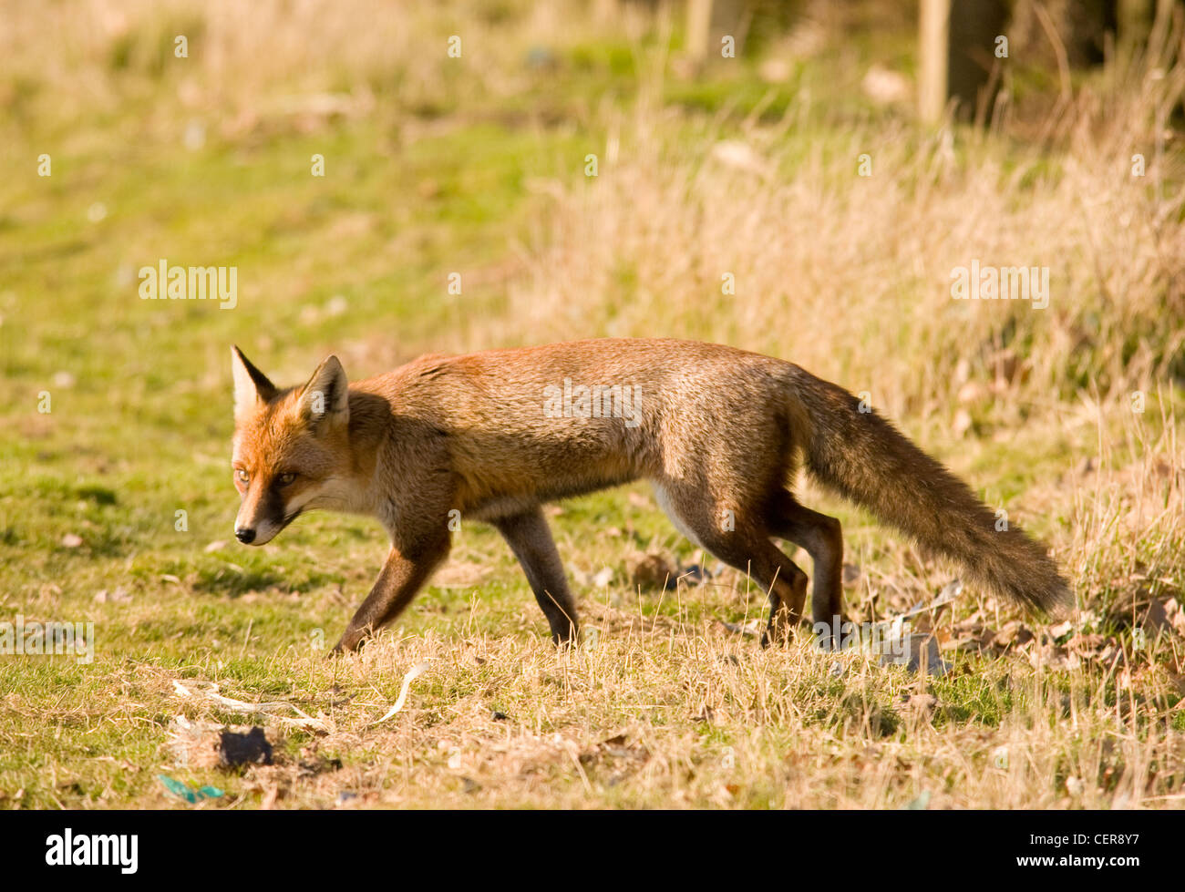 Una volpe in aperta campagna vicino a Gatwick in West Sussex. Foto Stock