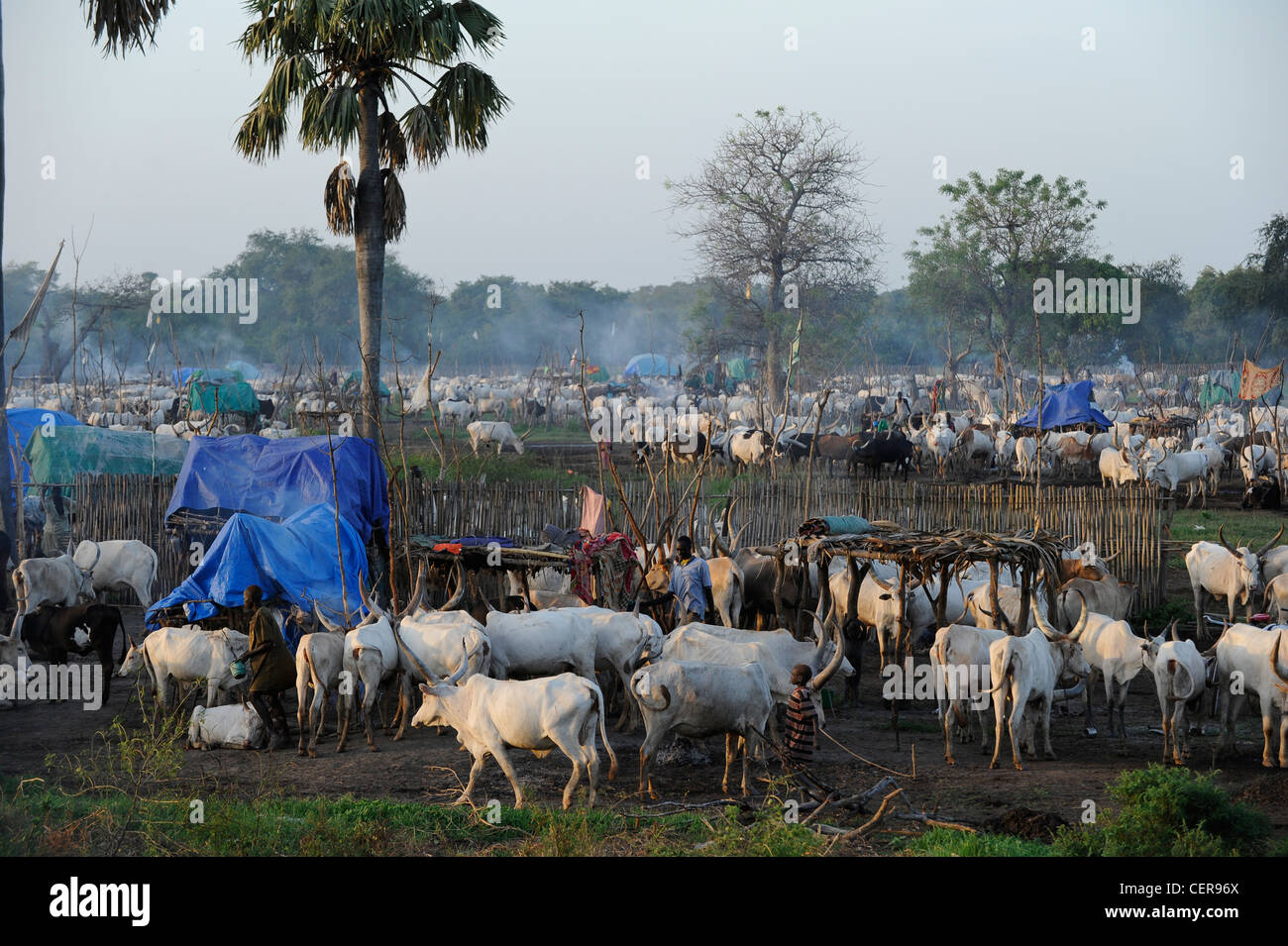 Il SUD SUDAN, Bahr al Ghazal regione dei laghi , membro della tribù Dinka con zebù Vacche Bovini camp vicino a Rumbek Foto Stock