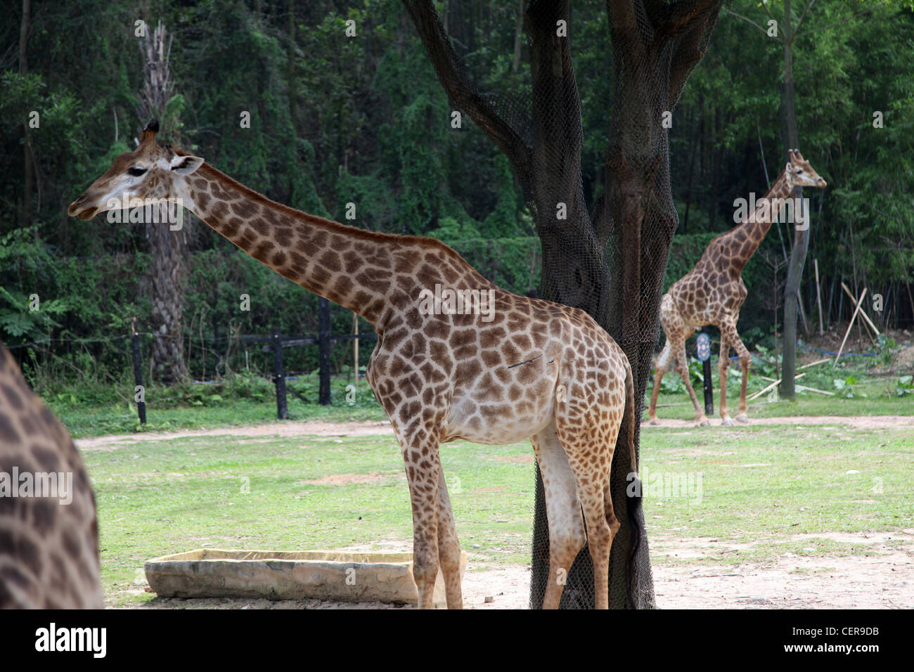 La giraffa è in un parco o un giardino zoologico di mangiare le foglie. Alcune altre giraffe sono intorno a. Si tratta di animali africani molto alto ma non pericoloso Foto Stock