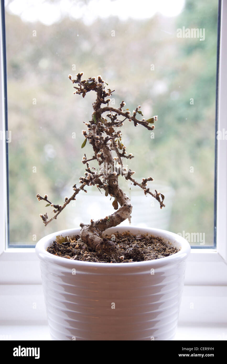 Morto il bonsai tree house pianta in vaso bianco sul davanzale Foto Stock