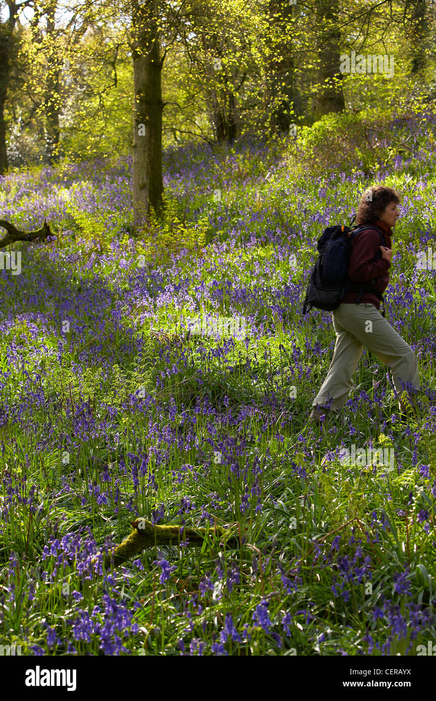 Una donna escursioni attraverso un bosco tra bluebells, Batcombe, Dorset, Inghilterra, Regno Unito. (MR) Foto Stock