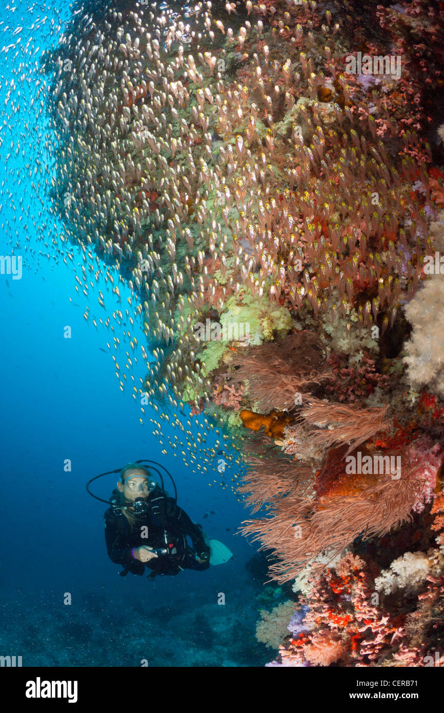Subacqueo e spazzatrici, North Male Atoll, Oceano Indiano, Maldive Foto Stock