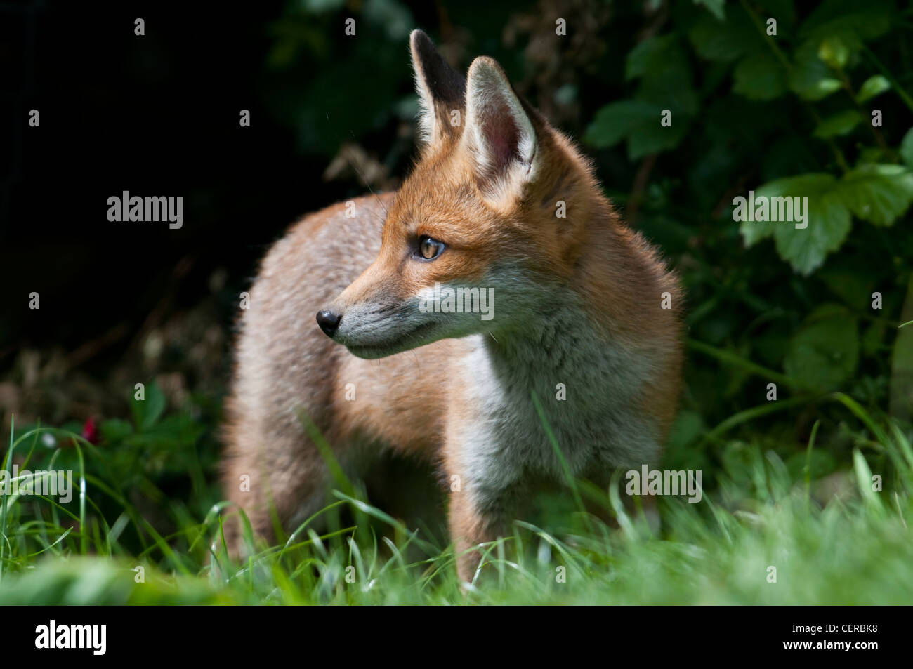 Fox cub close up staring alertly verso un lato al sole estivo Sussex Garden Regno Unito Foto Stock