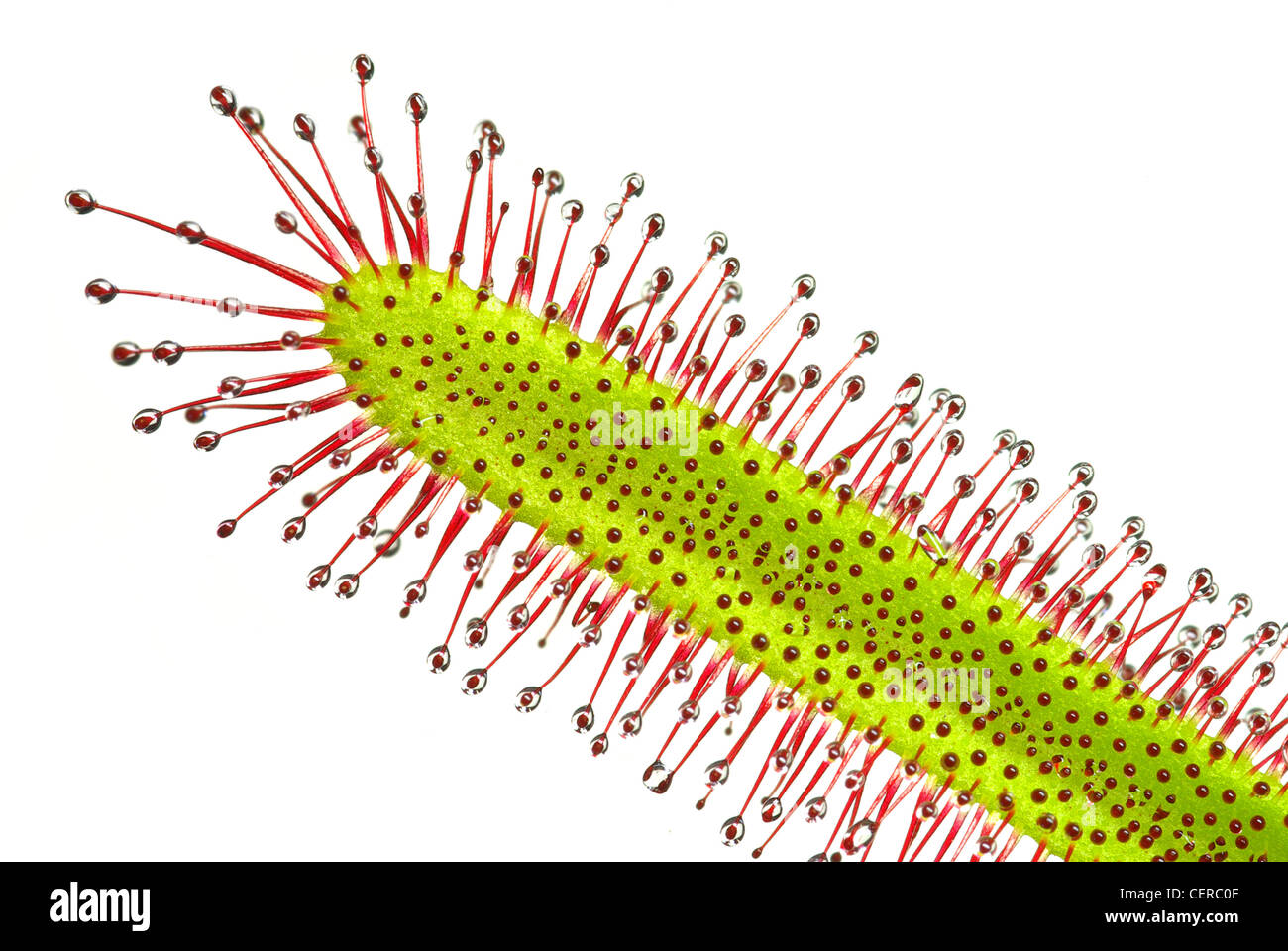 Sundew Drosera capensis, una pianta carnivora Foto Stock