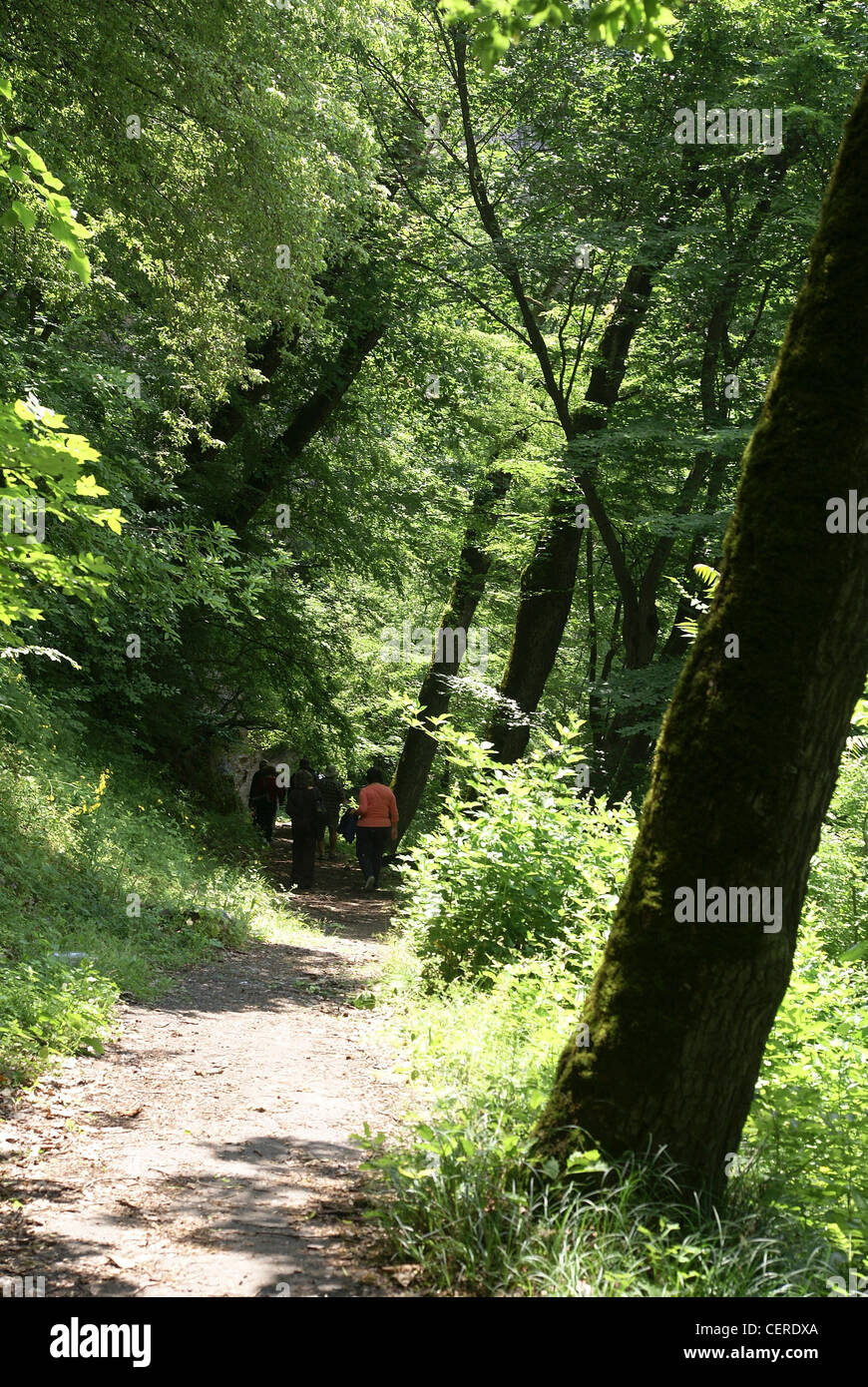 La Georgia, foresta Borjomi Foto Stock