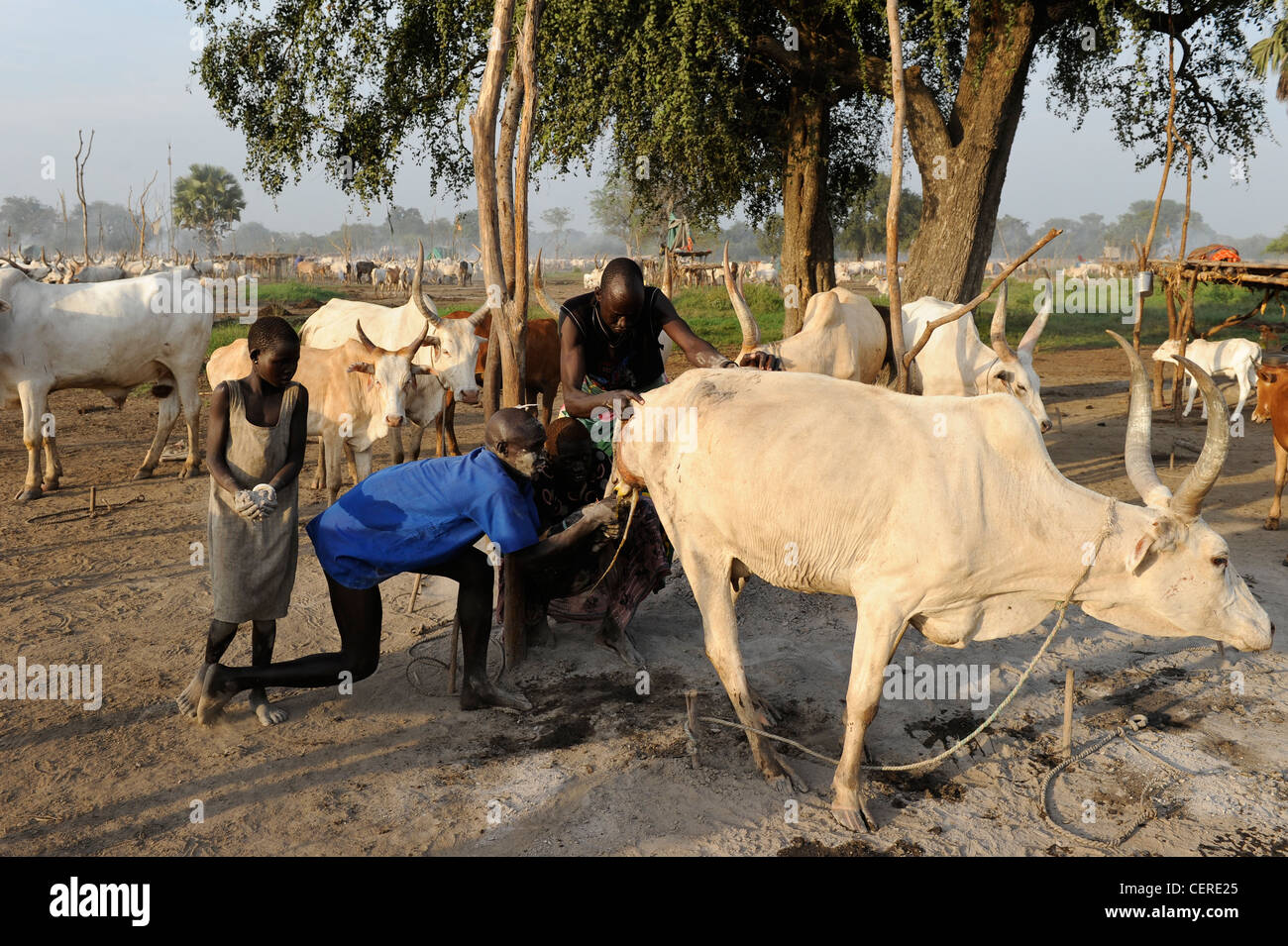 SUDAN MERIDIONALE, regione di Bahr al Ghazal, Stato dei Laghi, tribù Dinka con mucche Zebu nel campo di bestiame vicino a Rumbek, dando alla luce un nuovo vitello Foto Stock