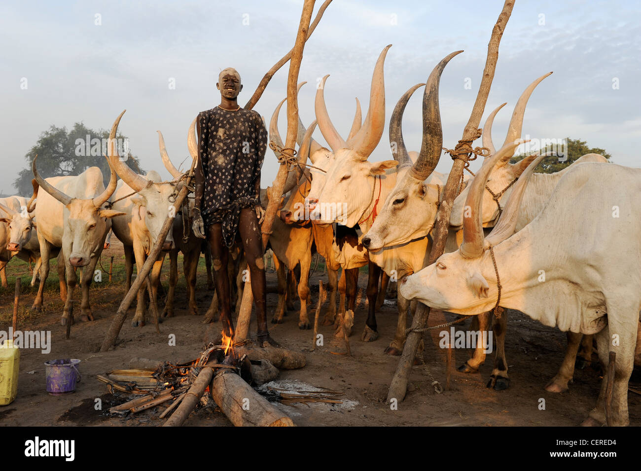 Il SUD SUDAN, Bahr al Ghazal regione dei laghi , membro della tribù Dinka con zebù Vacche Bovini camp vicino a Rumbek Foto Stock