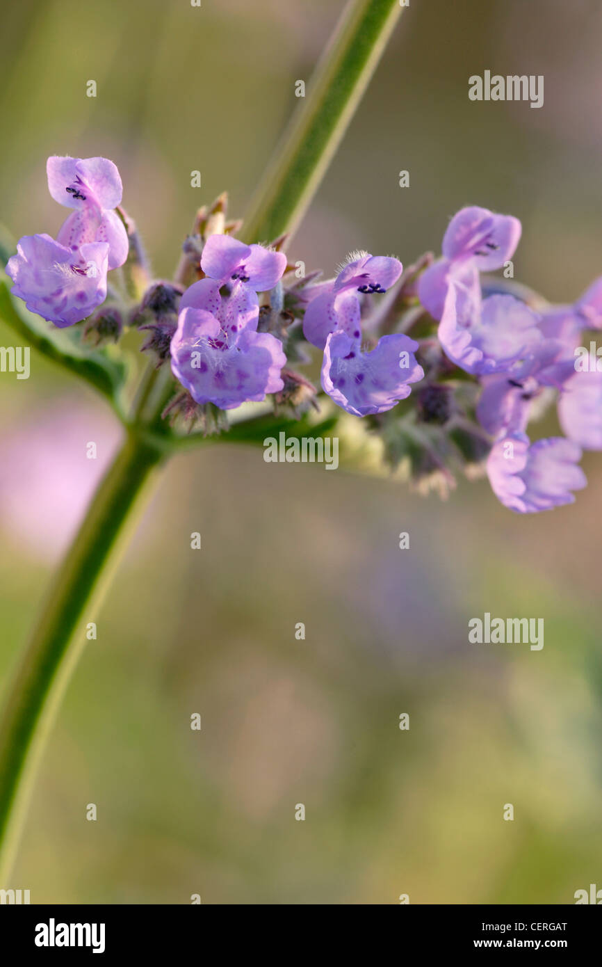 Nepitella (Nepeta faassenii) in fiore, England, Regno Unito Foto Stock