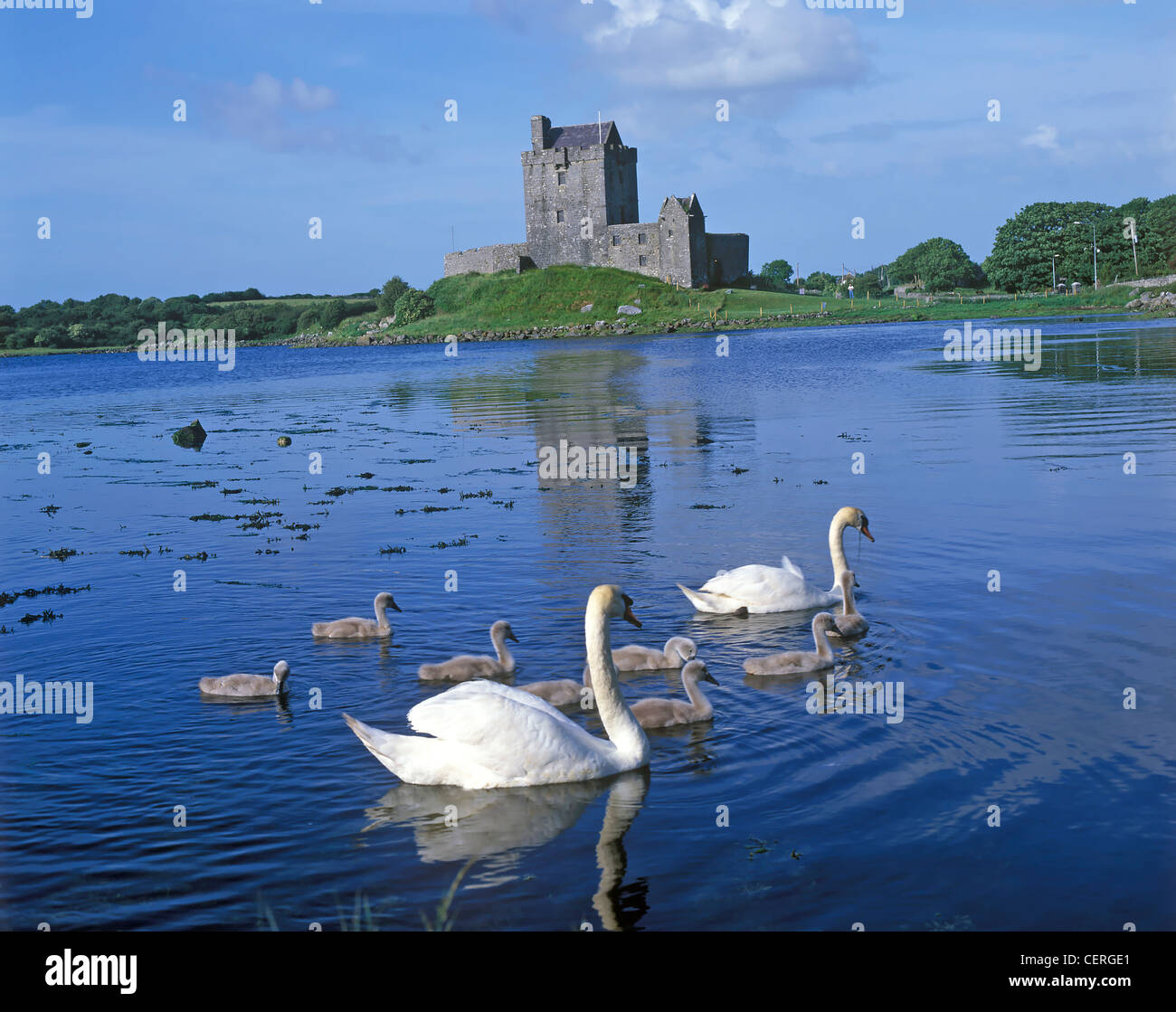 Famiglia di cigni su Galway Bay a Dunguaire Castle. Foto Stock