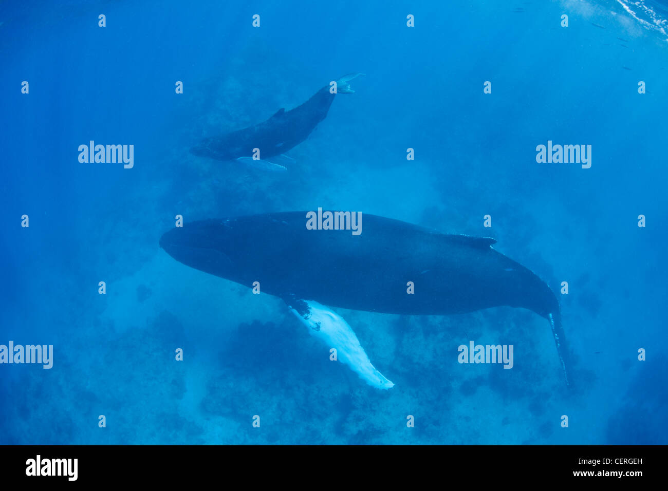 Un 40 piedi lungo madre Humpback Whale, Megaptera novaeangliae, e il suo vitello nuotare sopra il fondo della loro motivi di parto. Foto Stock