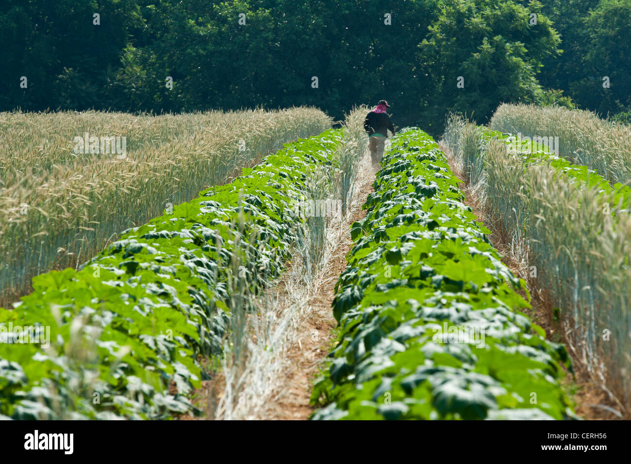 Lavoratore a piedi attraverso le file di raccolto in una fattoria Foto Stock