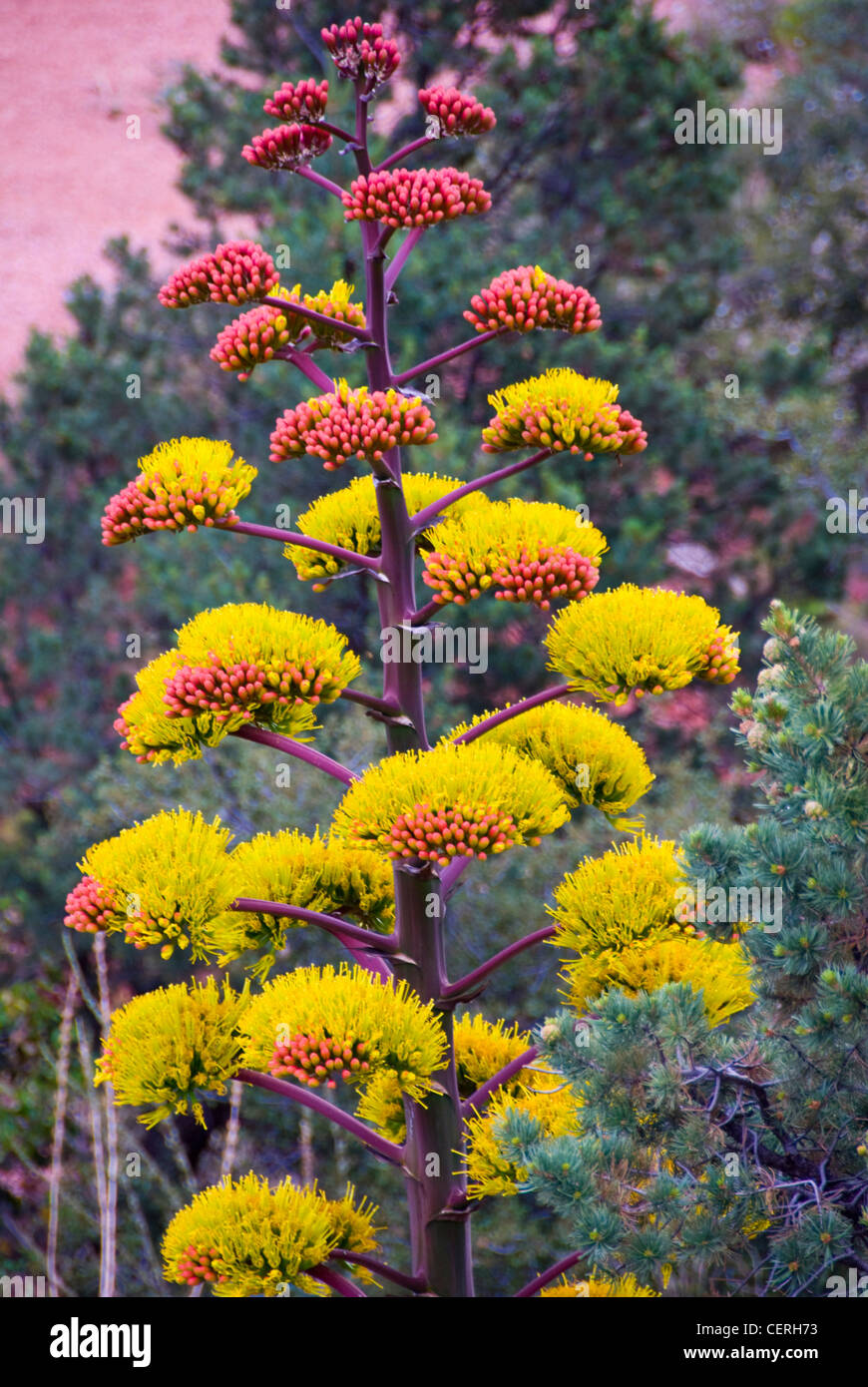 Secolo impianto (Agave Americana) a Sedona, in Arizona Foto Stock