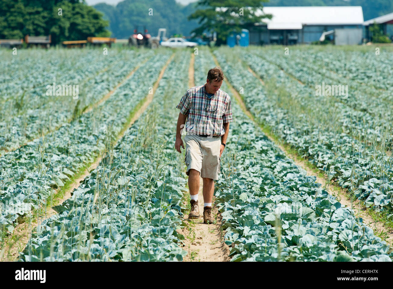 Agricoltore passeggiando per le fila di piante di cavolo cappuccio Foto Stock