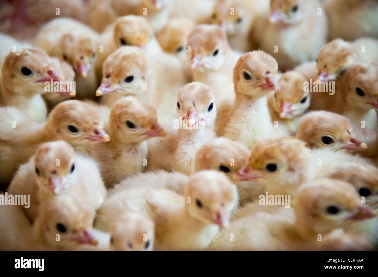 Pulcini di Turchia Foto Stock