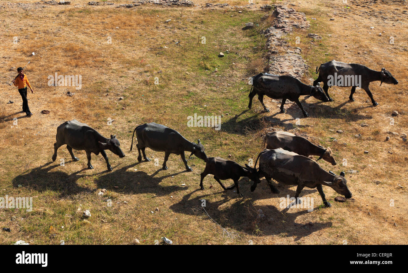 India, Gujarat, Ahmedabad, Sarkhej Rosa, mandria di bufali, Foto Stock