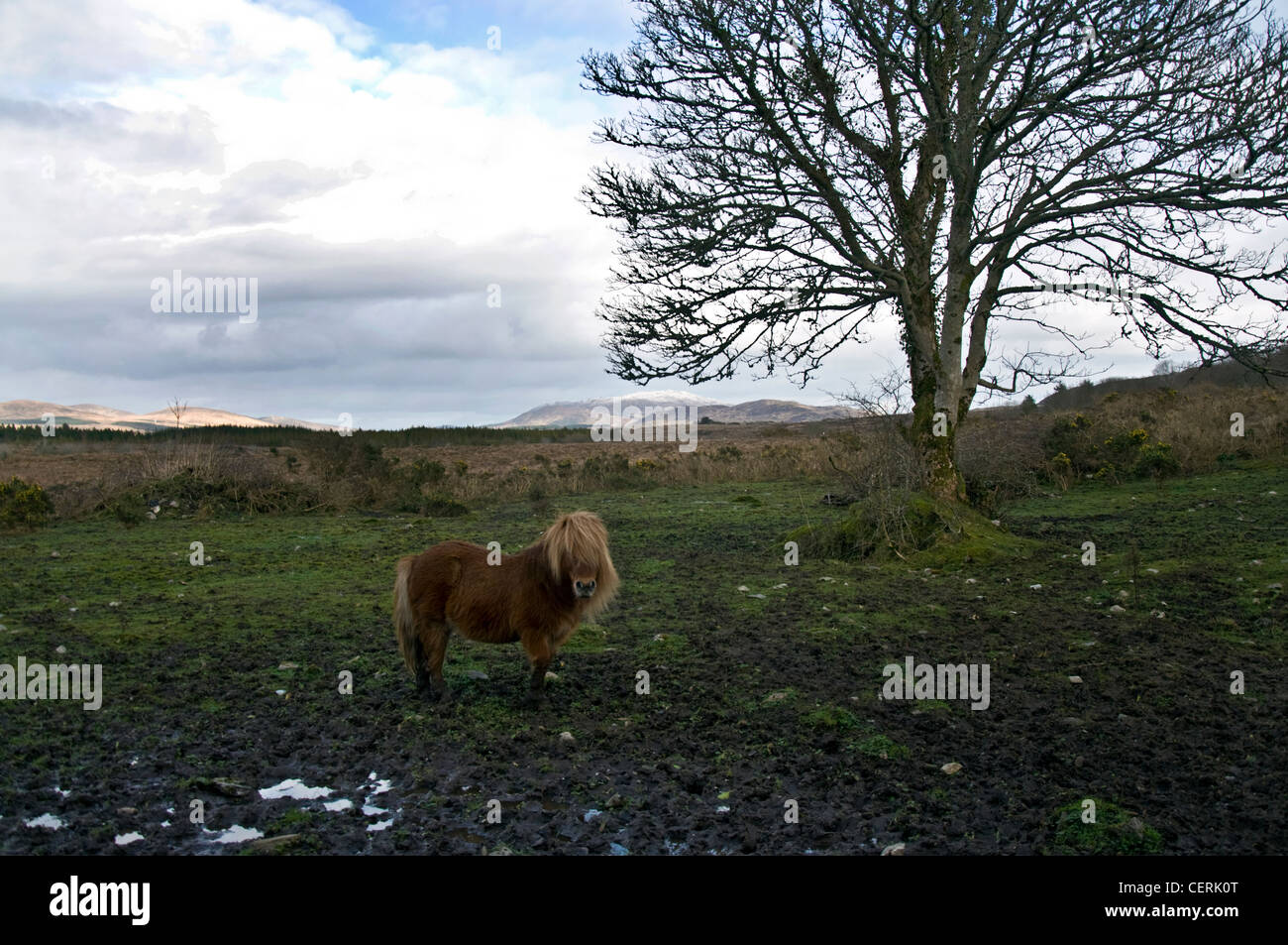 Pony in miniatura in un campo fangoso nel paesaggio di Donegal Foto Stock