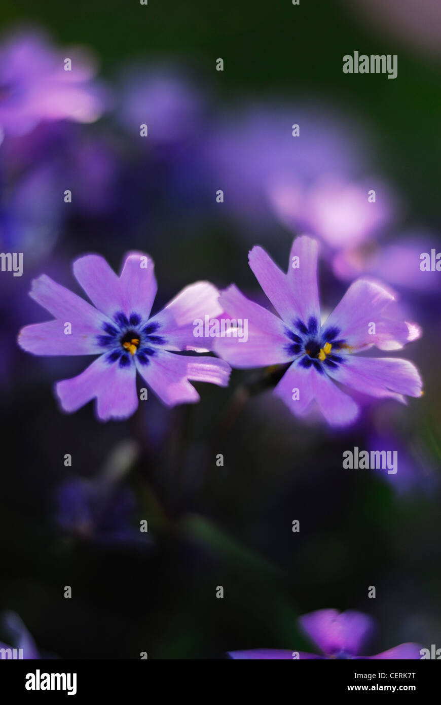 Due delicati fiori malva con centri di blu in un giardino Inglese UK Foto Stock