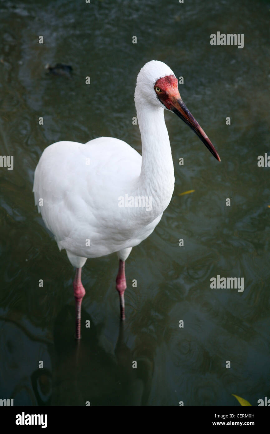 White Ibis è della Cina di uccelli minacciate di estinzione Foto Stock