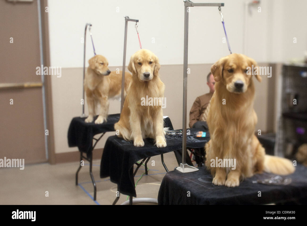 Tre cani attendere per la toelettatura a dog show di Albuquerque nel New Mexico Foto Stock