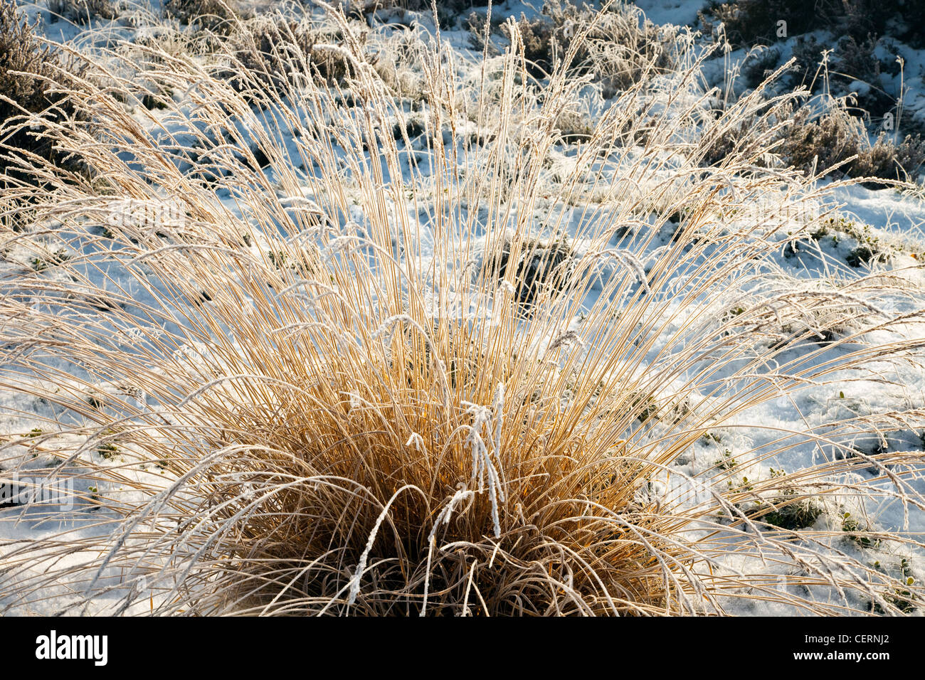 Belle scene invernali di erba smerigliato Danielle zona Valle inizio inverno Cannock Chase AONB (area di straordinaria bellezza naturale Foto Stock