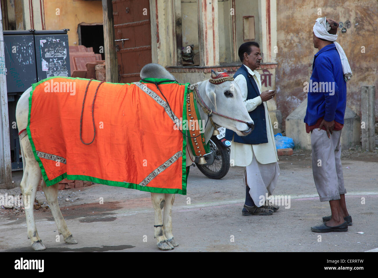 India Rajasthan, Jaipur, vacca sacra, persone Foto Stock