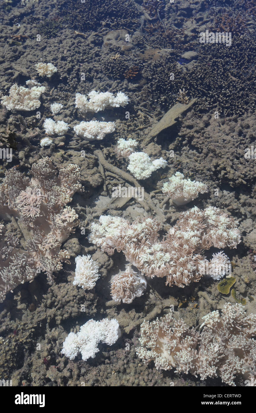 Parzialmente e completamente sbiancato coralli molli a bassa marea vicino alle rive dell'Isola Fitzroy, costieri della Grande Barriera Corallina Foto Stock