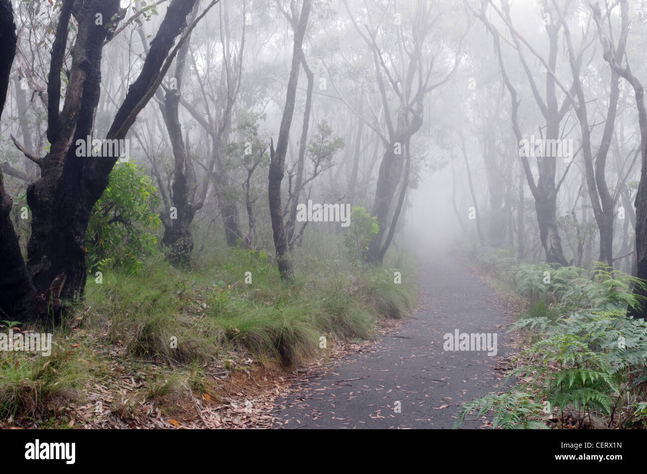 Una nebbiosa foresta di eucalipti in Australia Foto Stock