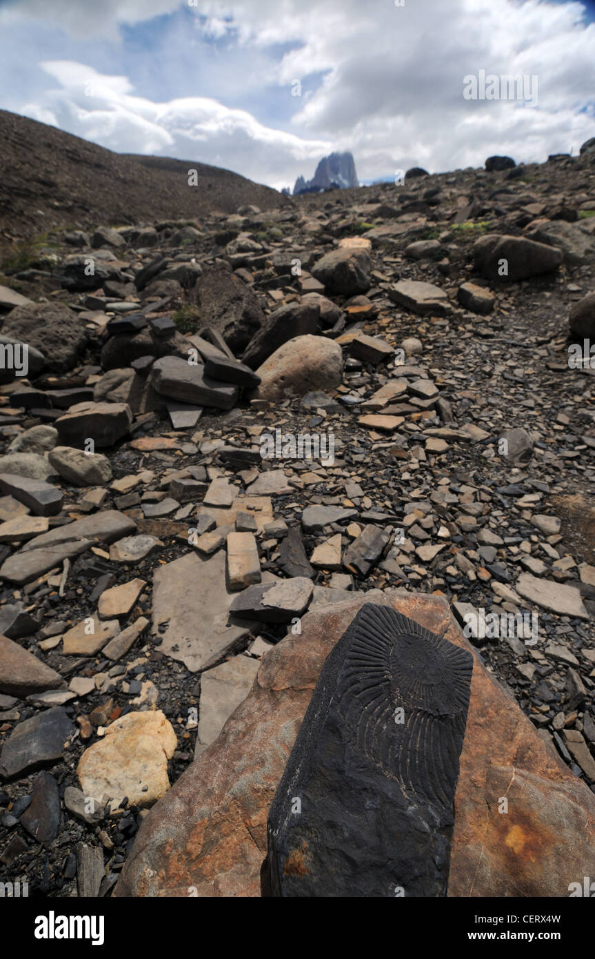 Invertebrati marini fossili nella roccia argillosa vicino alla sommità delle Ande, parco nazionale Los Glaciares, Patagonia, Argentina Foto Stock