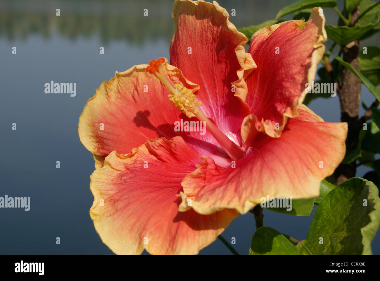 Varietà scarpa rossastro fiore in sfondi scenico del Kerala backwaters in India.fiore pattino noto anche come fiori di ibisco Foto Stock