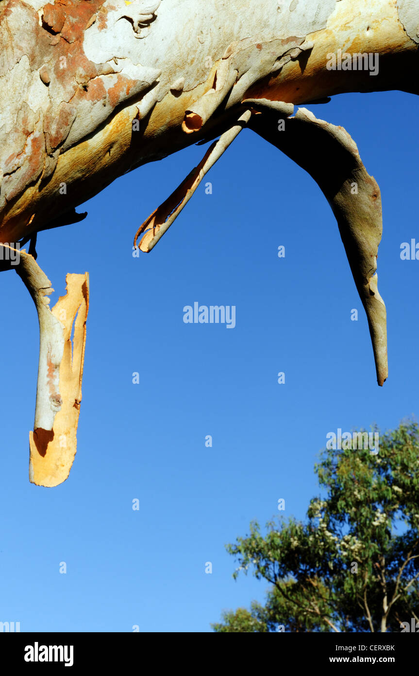 Un albero di gomma (eucalipto oreades) versando la sua corteccia nelle Blue Mountains in Australia Foto Stock