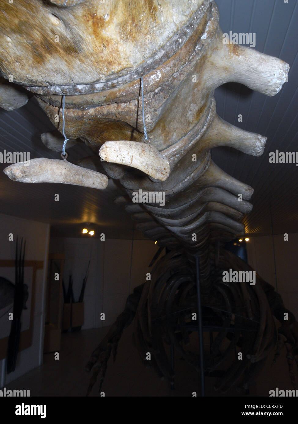 Ornamentali arto posteriore ossa pendente al di sotto della colonna vertebrale, in museo scheletro di balena franca australe (Eubalaena australis) Foto Stock