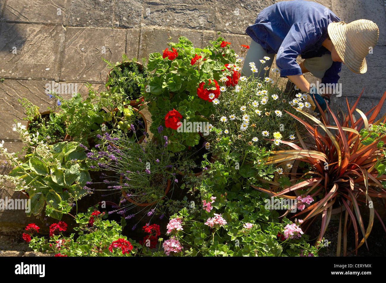 Donna (modello rilasciato) tendendo vasi da fiori in un giardino, Dorset, England, Regno Unito Foto Stock