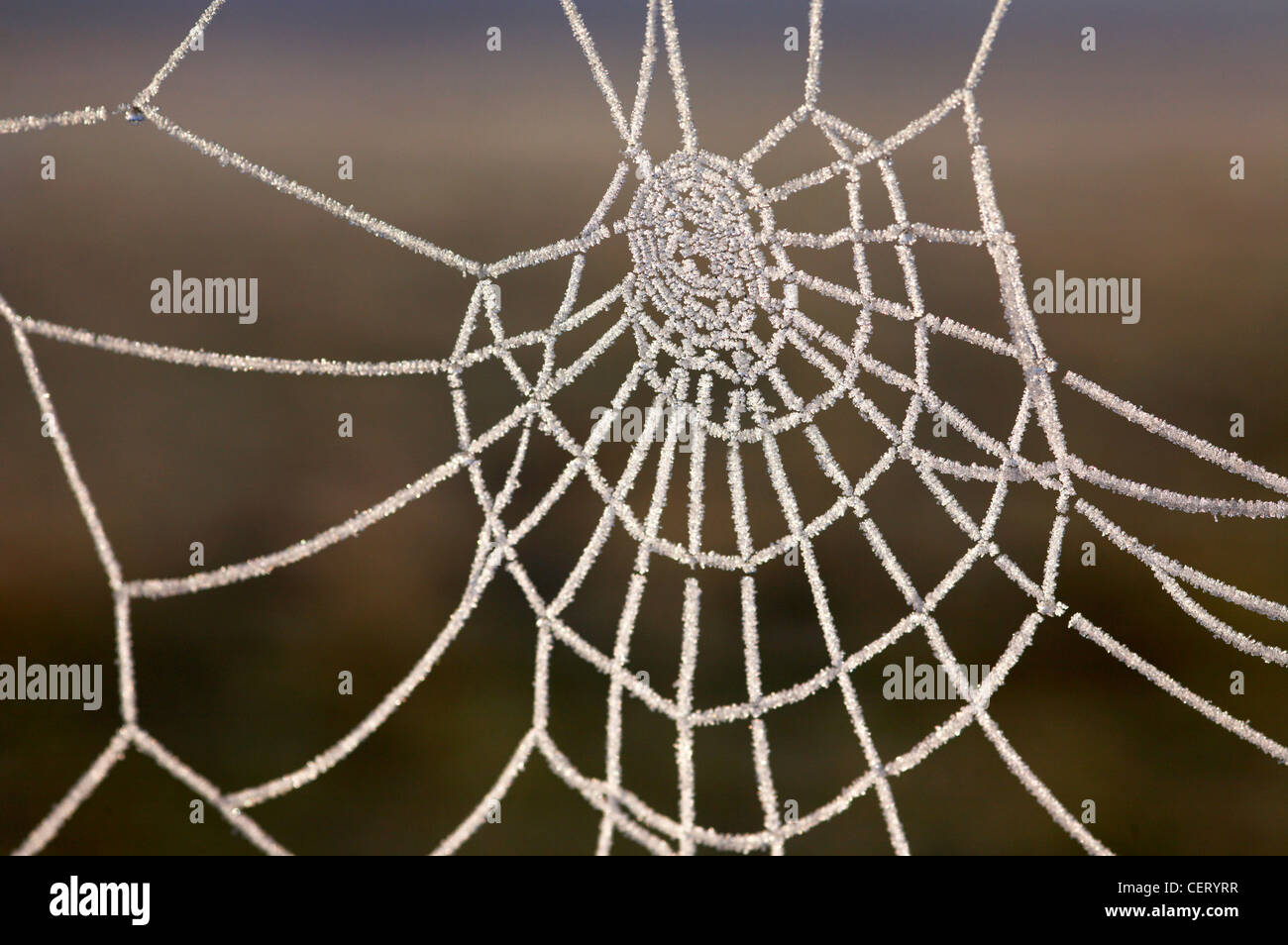 Un congelati spider web su Norfolk Broads. Foto Stock