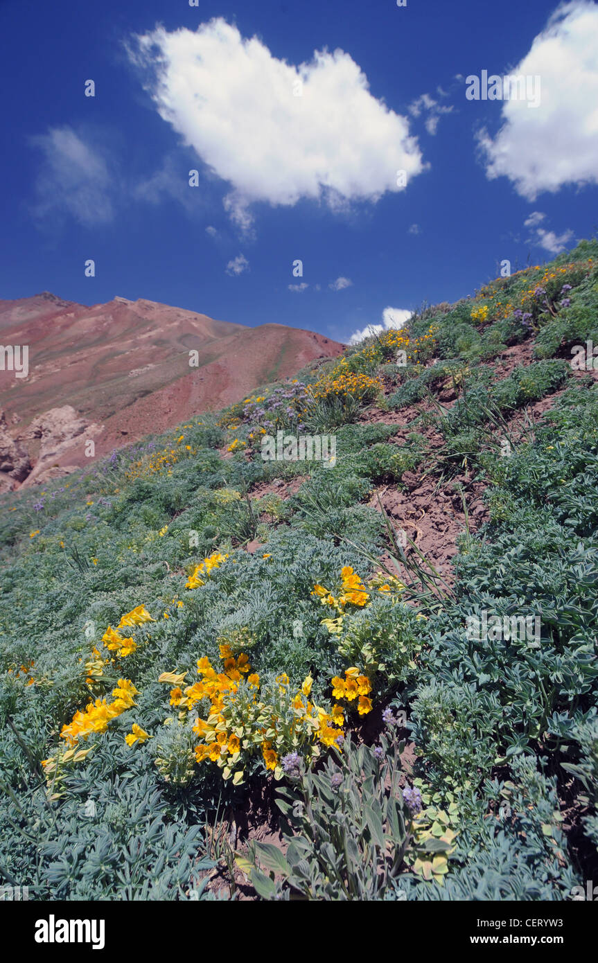 Pendii ricoperti in primavera fiori selvatici, Aconcagua Parco Nazionale, Mendoza, Argentina Foto Stock