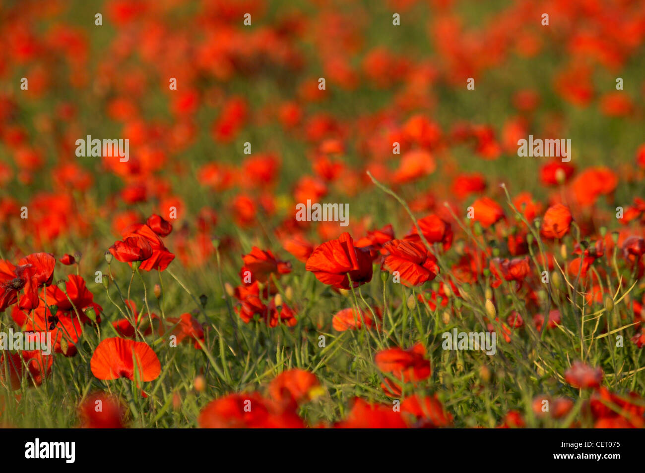 Un campo di papavero in campagna di Norfolk a Weybourne. Foto Stock