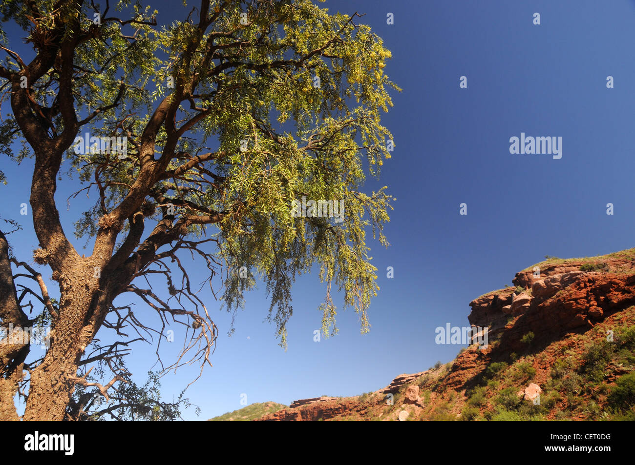 Quebracho blanco (Aspidosperma quebracho blanco) tree, Parque Nacional Sierra de las Quijadas, Argentina Foto Stock