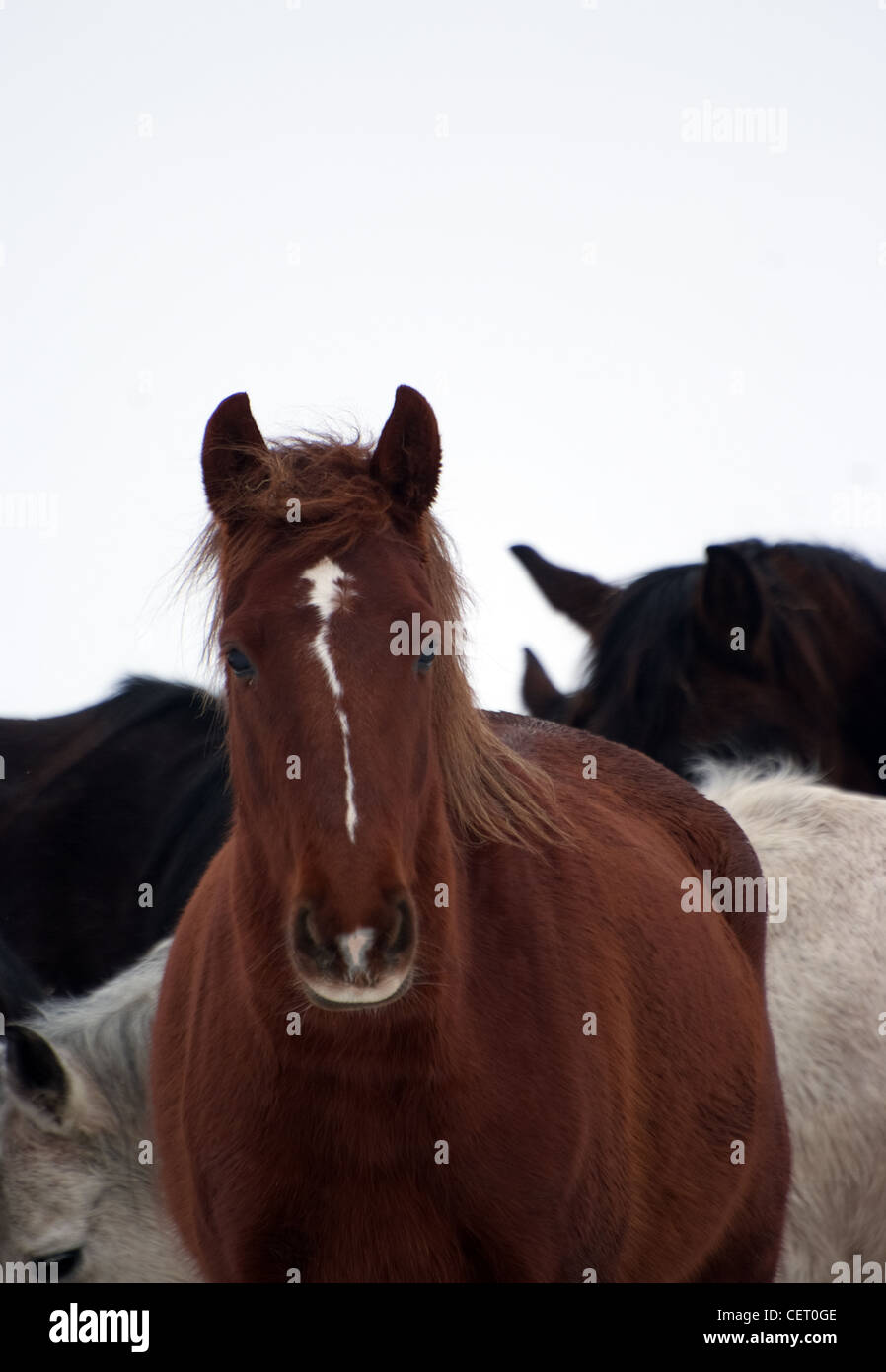 Un marrone marrone rossiccio cavallo tra altri cavalli nella mandria durante i mesi invernali Foto Stock