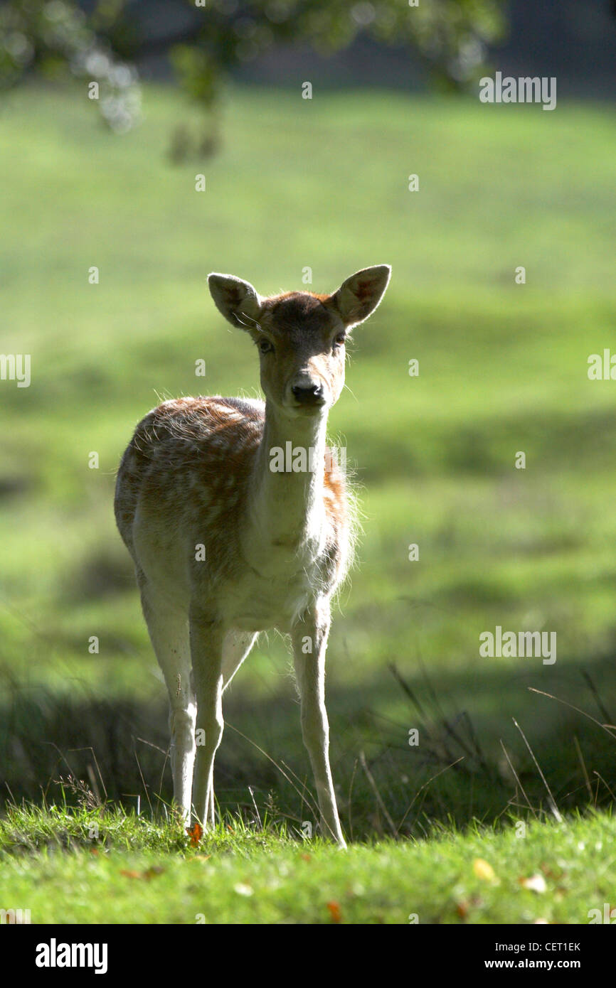 Un piccolo Daino guarda la fotocamera nella campagna di Norfolk. Foto Stock