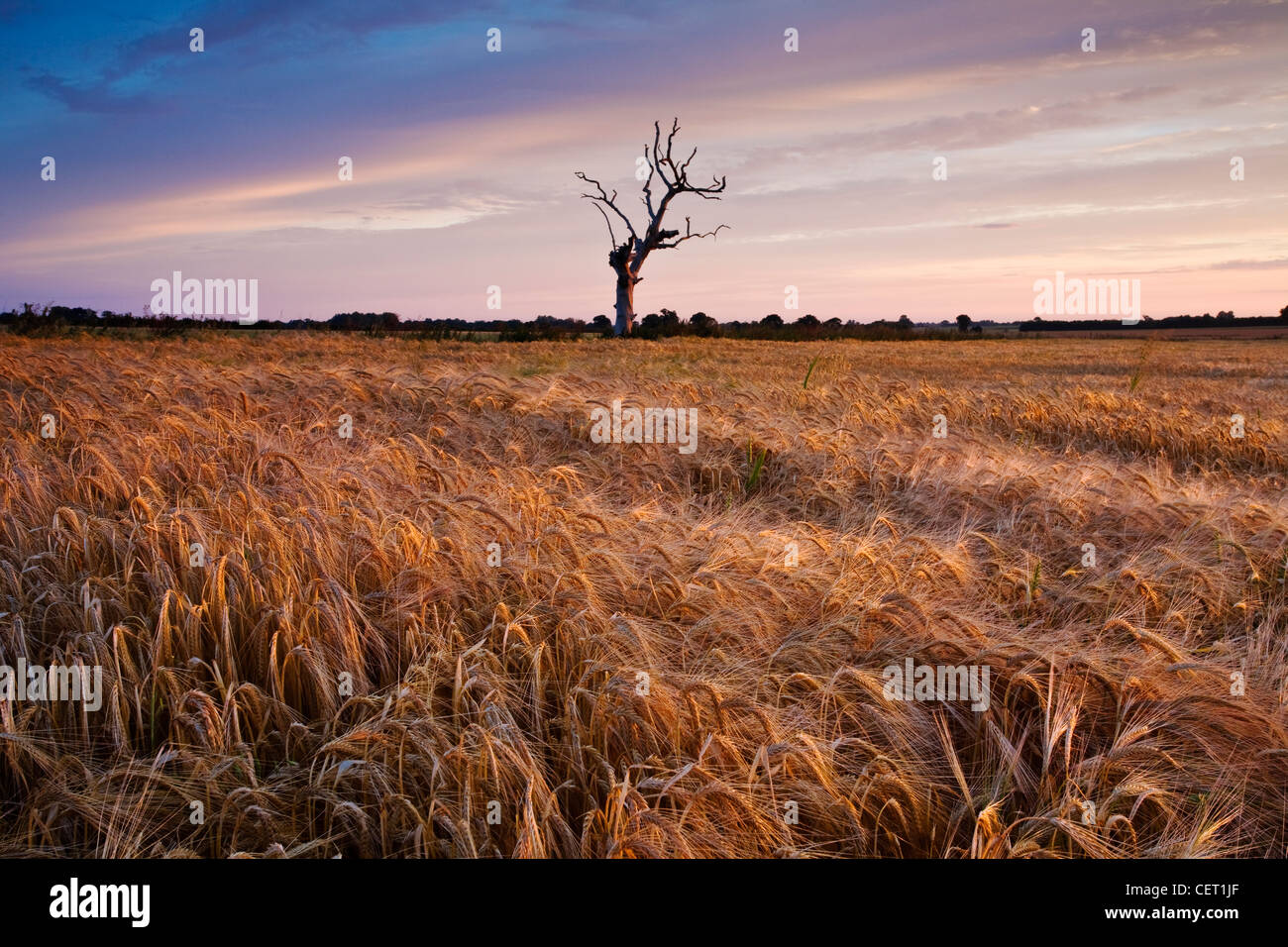 Un albero morto seduto in un campo di orzo in campagna di Norfolk. Foto Stock