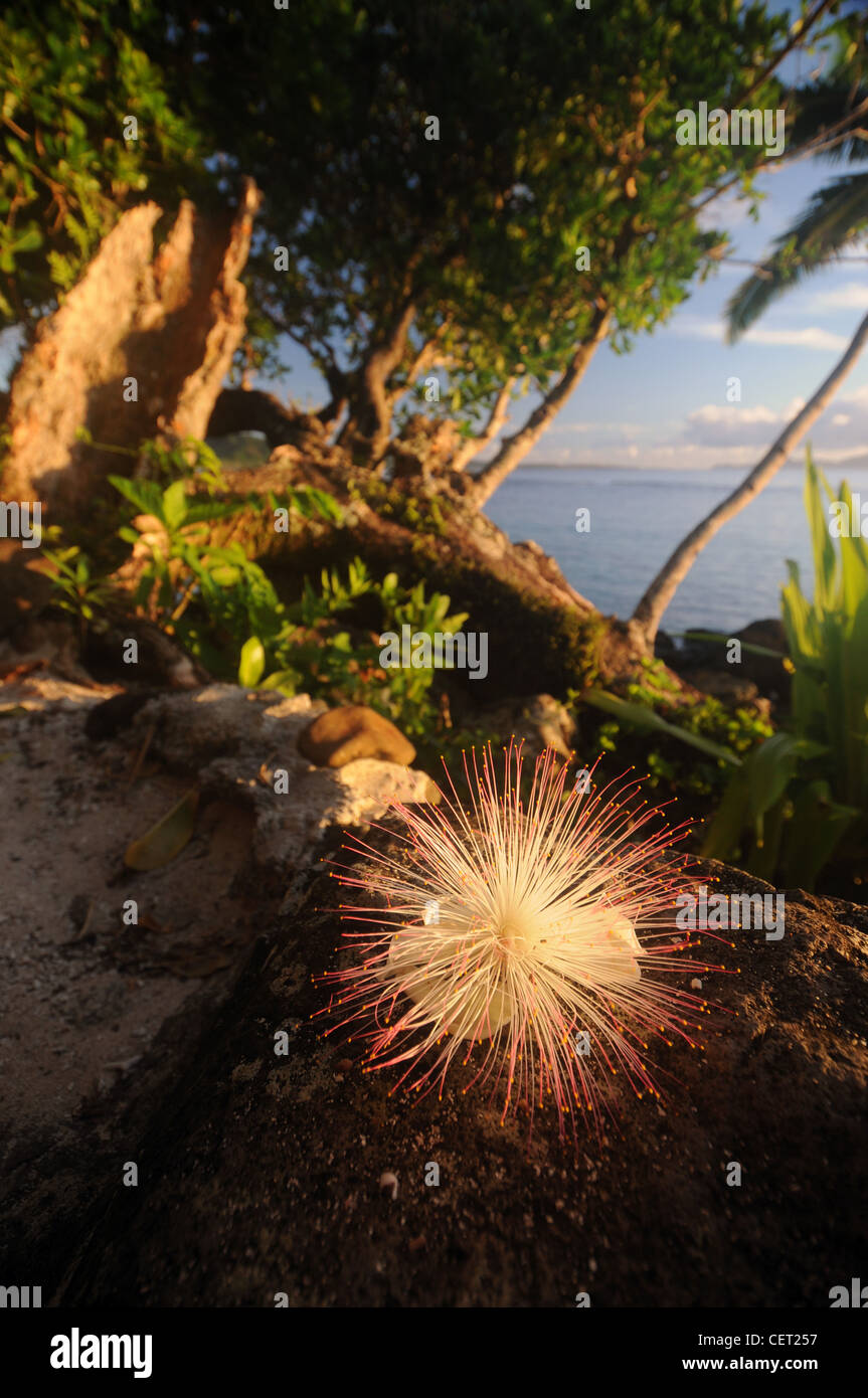 Boxfruit (Barringtonia sp.) fiore sulla costa al mattino, Lavena, Taveuni, Isole Figi Foto Stock