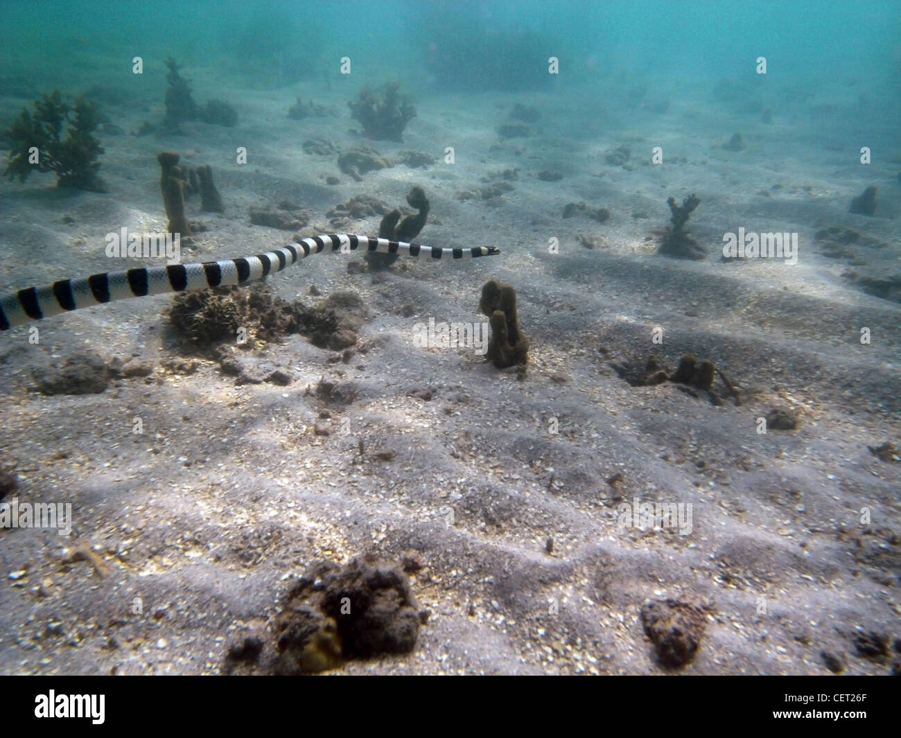 Nastrare sea krait (Laticauda colubrina) nuoto su sandy reef, Lautoka, Isole Figi Foto Stock